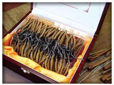 王场镇冬虫夏草回收